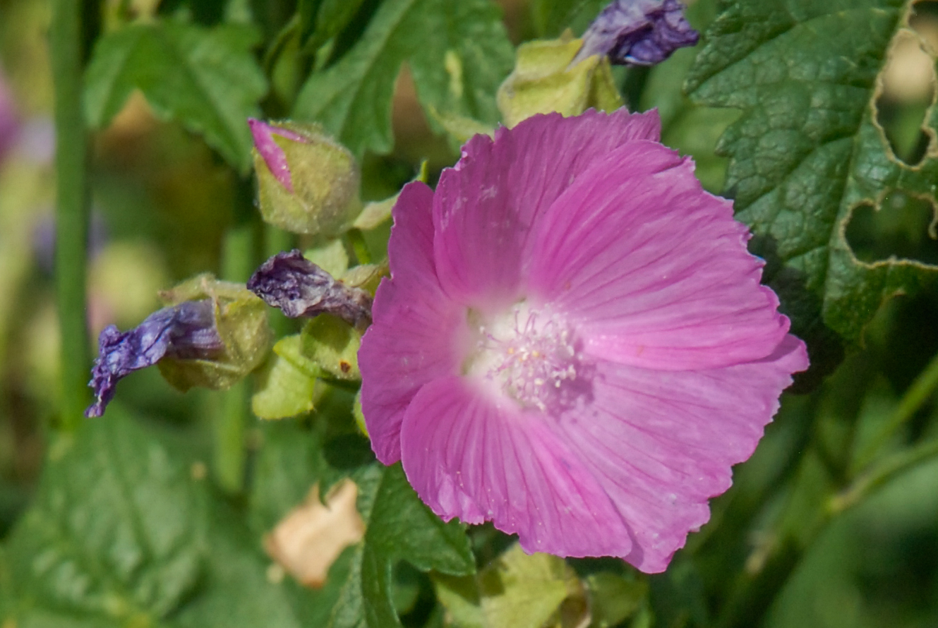 Party Girl Prairie Mallow